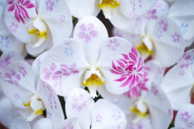 株主総会の胡蝶蘭の花