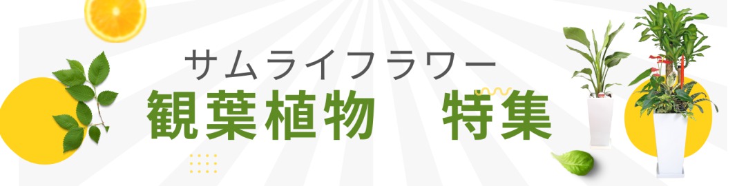 鮮度がよい観葉植物