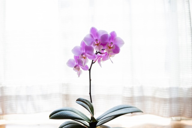 就任した時にもらうミニ胡蝶蘭