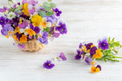 フレッシュなお花