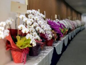 選挙会場の沢山の胡蝶蘭