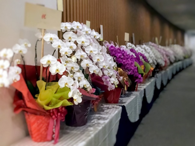 就任した時に届く胡蝶蘭