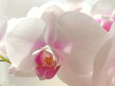 美しい胡蝶蘭
