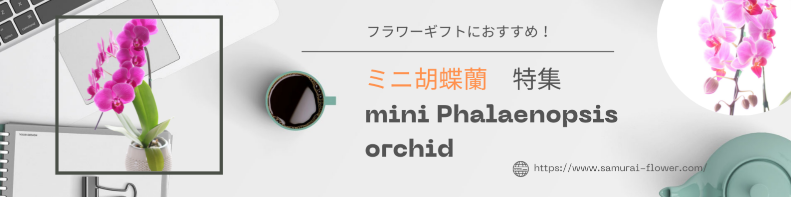 可愛いミニ胡蝶蘭