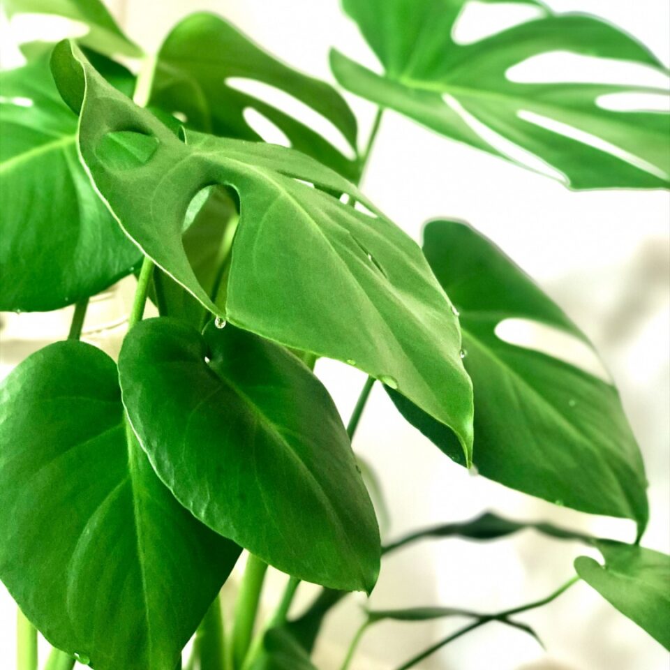 フレッシュな観葉植物