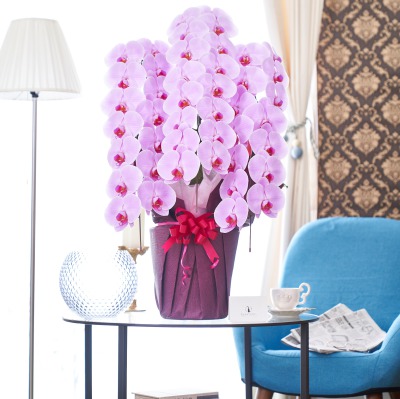 ピンクの美しい胡蝶蘭