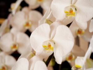 新鮮な美しい胡蝶蘭たち