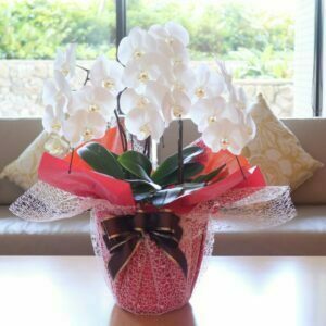 窓辺にある美しい胡蝶蘭