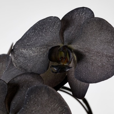 珍しい黒の胡蝶蘭