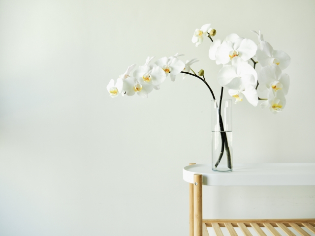 白の胡蝶蘭が花びんに入っている