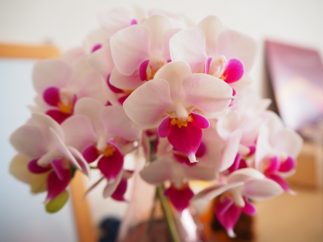 人気の赤リップのミニ胡蝶蘭