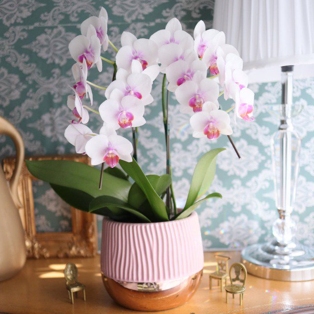 美しいミニ胡蝶蘭