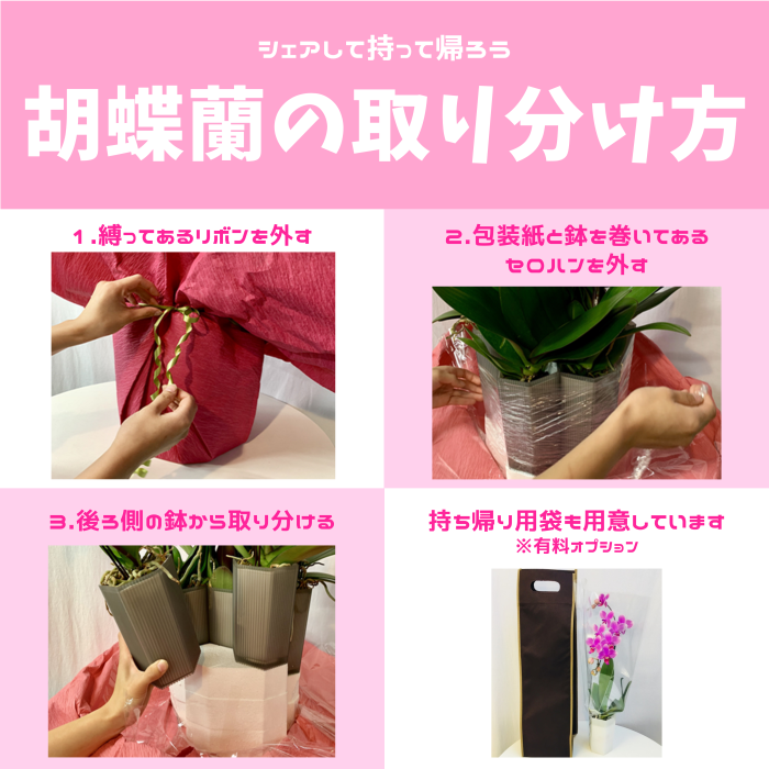 シェア胡蝶蘭のとりわけ方の説明書