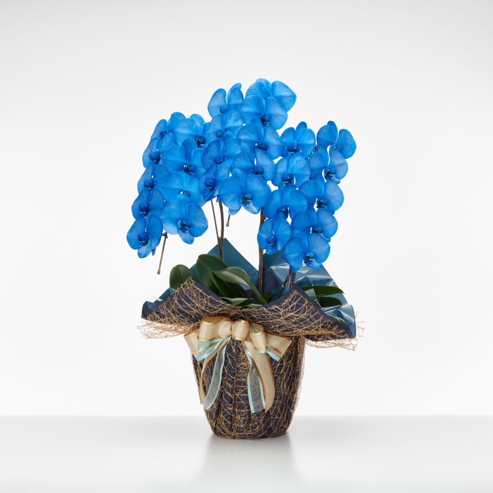 青の澄んだ胡蝶蘭