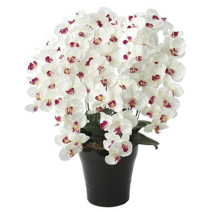 光触媒の胡蝶蘭