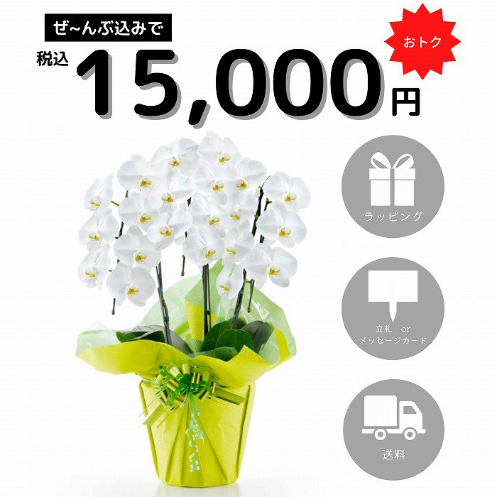 15000円ぽっきりの胡蝶蘭