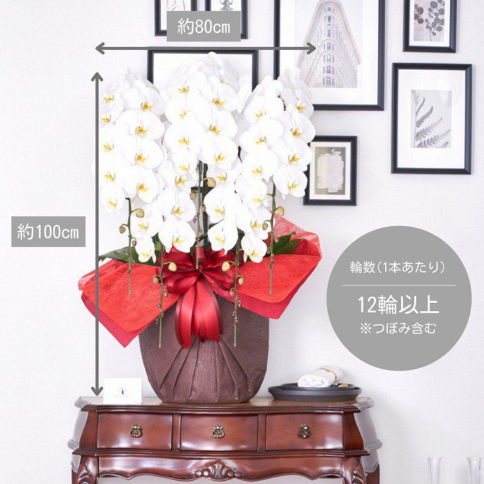 立派な白の胡蝶蘭