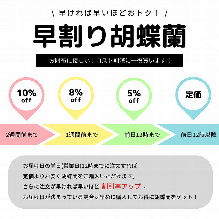 早割胡蝶蘭の図