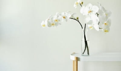 花瓶に入った白の胡蝶蘭
