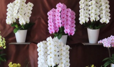 色とりどりの胡蝶蘭