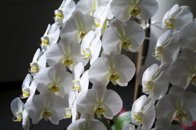 綺麗な並びの胡蝶蘭