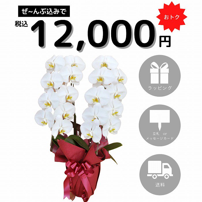 12000円ポッキリの胡蝶蘭