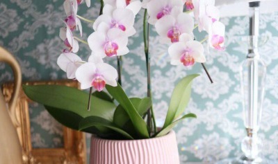 かわいいミニ胡蝶蘭