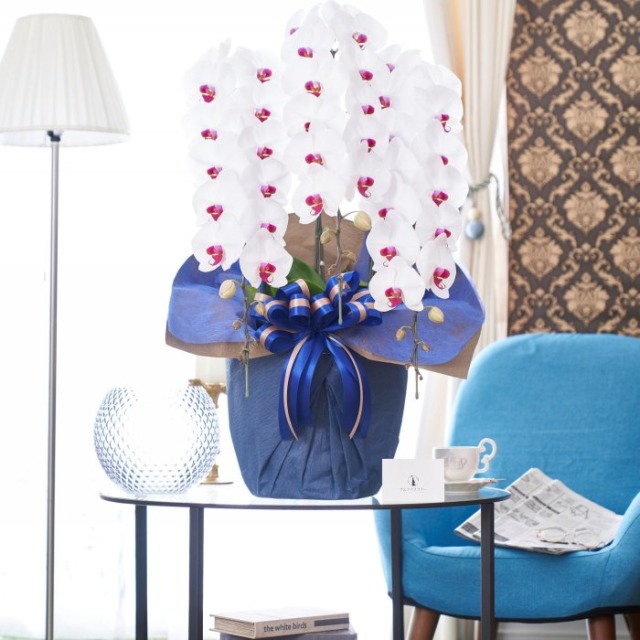 栗田の胡蝶蘭赤リップ