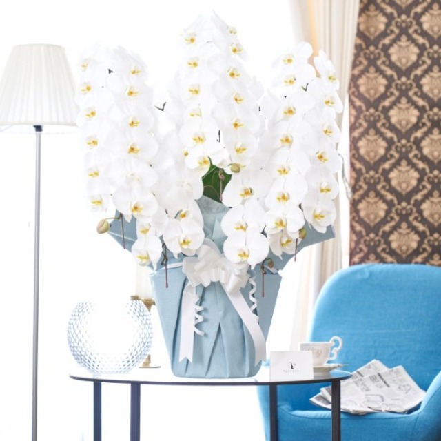 国分寺の立派な胡蝶蘭