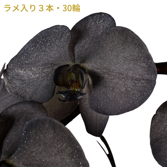黒の胡蝶蘭