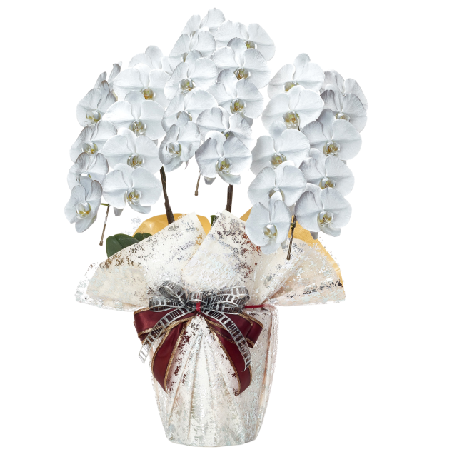 シルバー胡蝶蘭