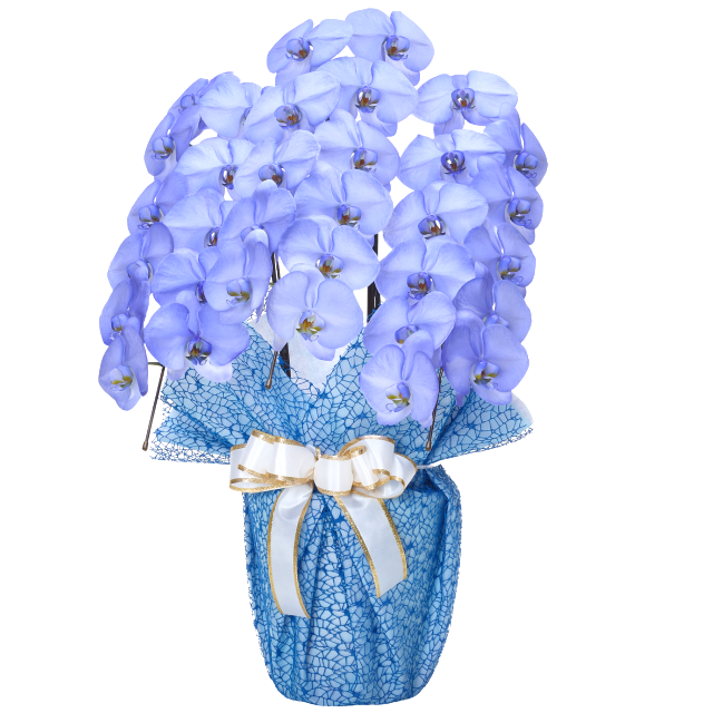 青の綺麗な胡蝶蘭