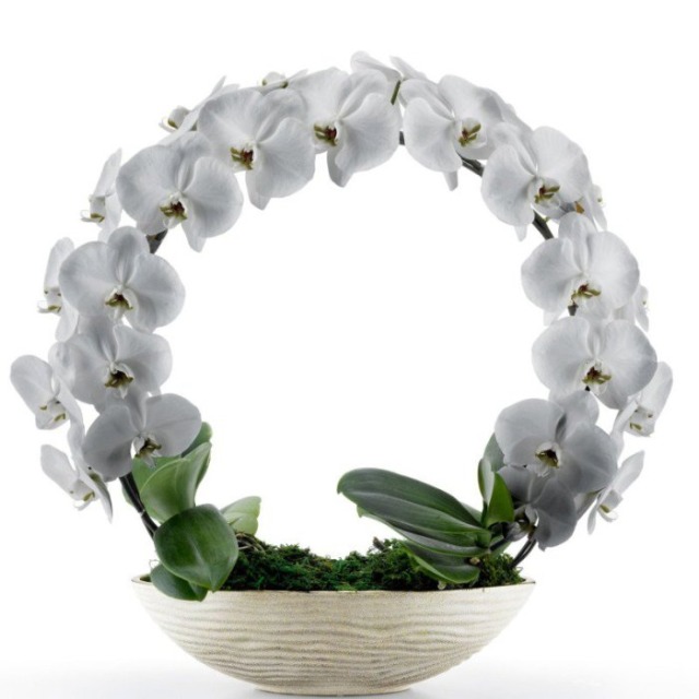 サークルタイプのシルバー胡蝶蘭