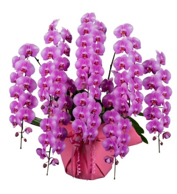 胡蝶蘭　１０本