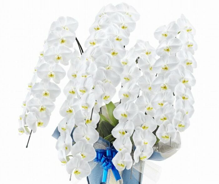 立派な胡蝶蘭５本