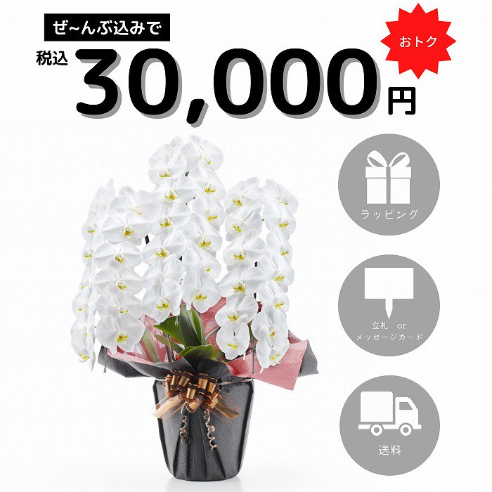 3万円の胡蝶蘭