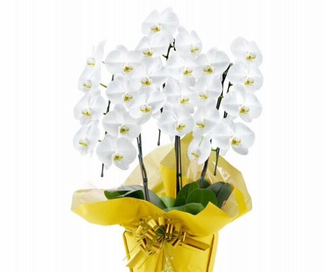 胡蝶蘭　3本当日配達できる