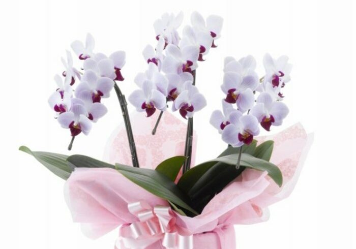 ミニ胡蝶蘭リップ