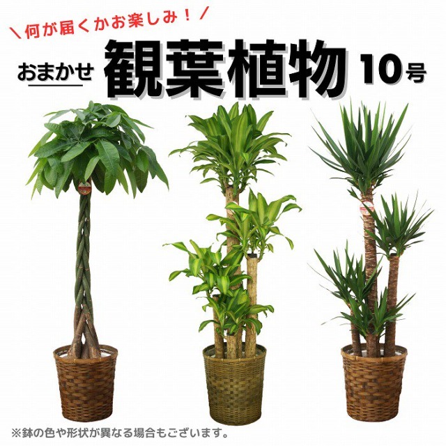 観葉植物　東京　大型