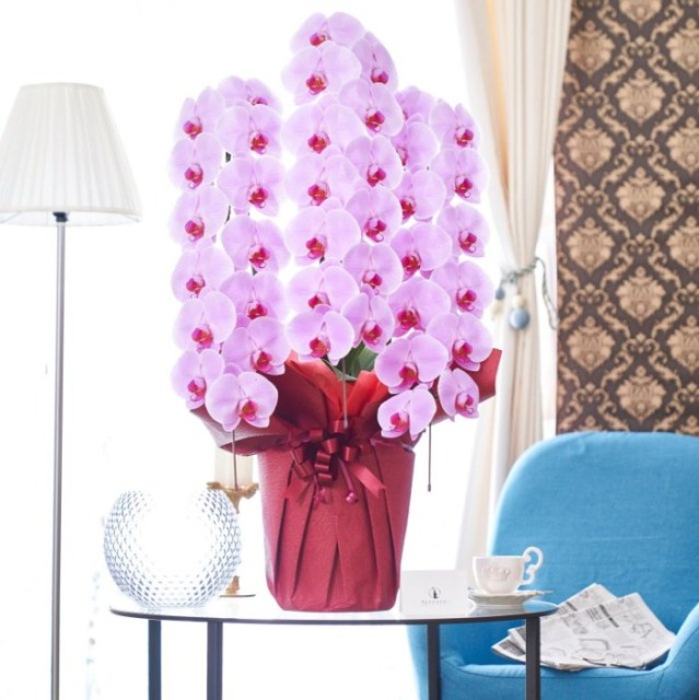 開店祝　胡蝶蘭