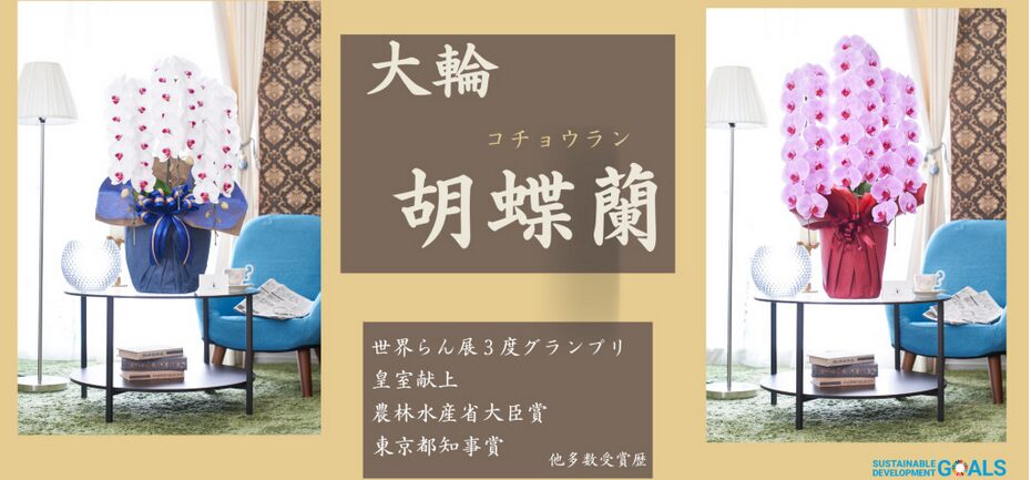 胡蝶蘭の商品一覧