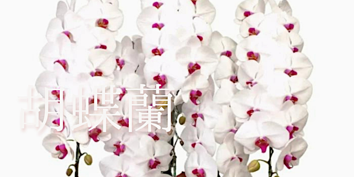 胡蝶蘭の商品一覧