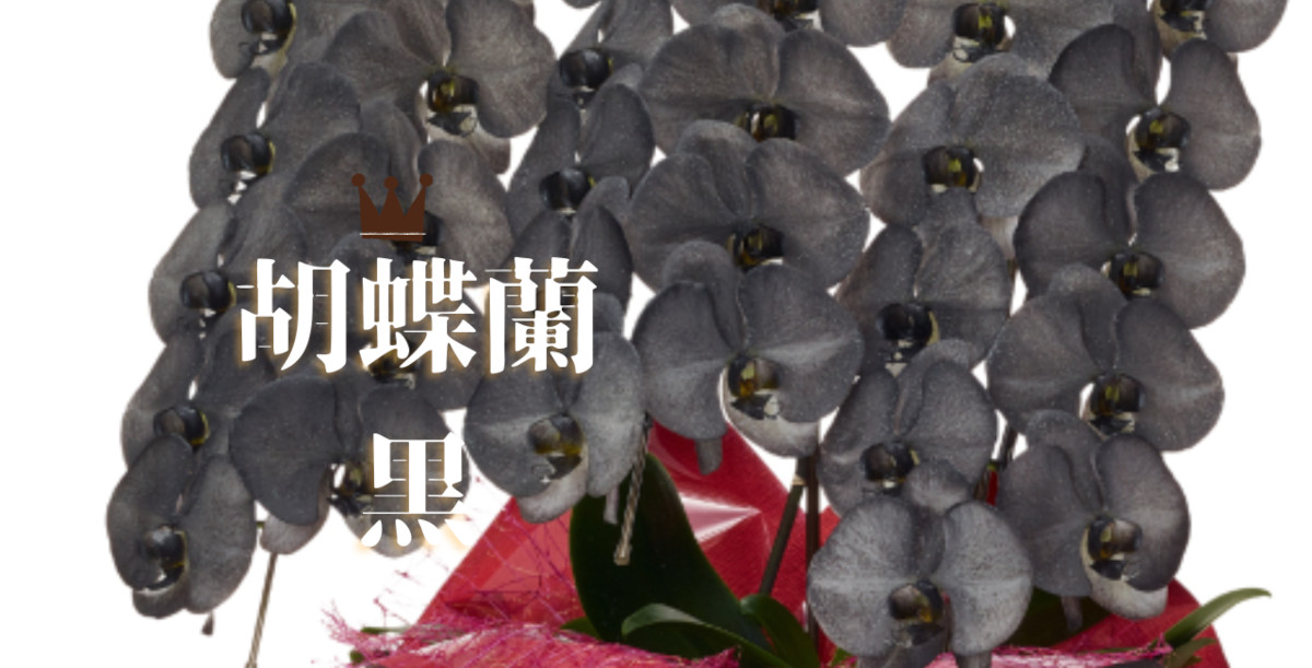 黒い胡蝶蘭の商品一覧