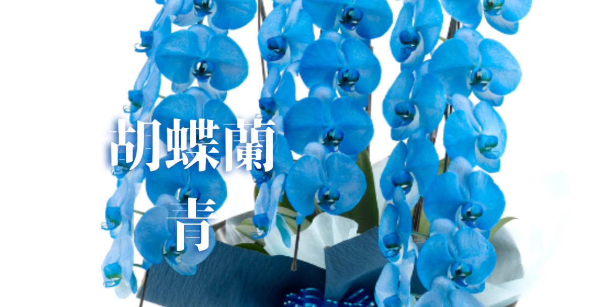 青い胡蝶蘭の商品一覧