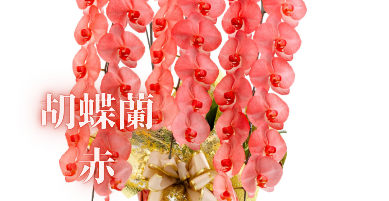 赤い胡蝶蘭の商品一覧
